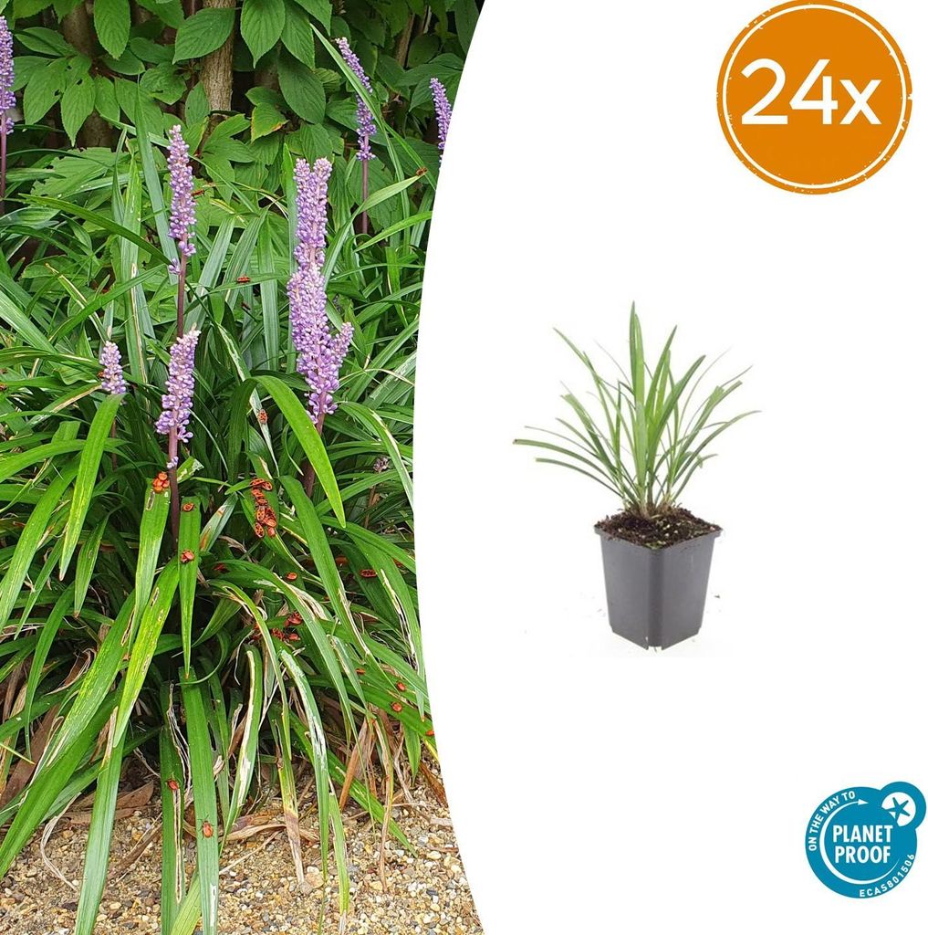 Liriope muscari 'Ingwersen' | 24 Stück - 10-25cm - Ø9cm - Gartenpflanze