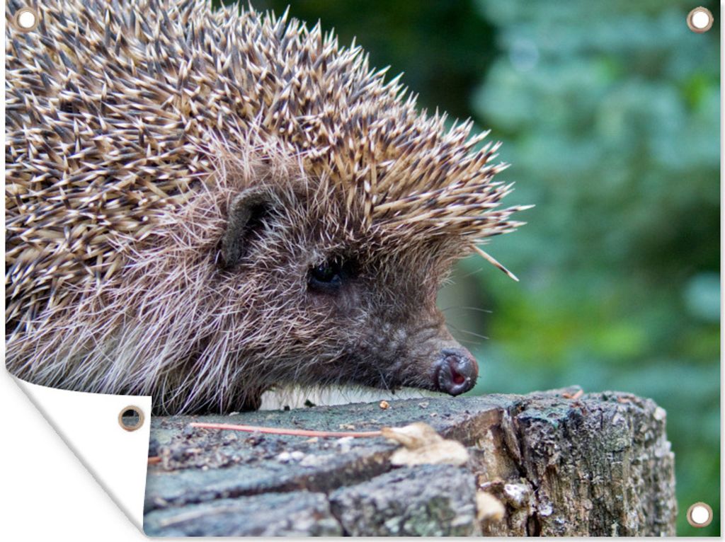 MuchoWow 80x60 cm Outdoor-Poster Gartendeko Sichtschutz Garten Poster für den Garten Igel auf Baum