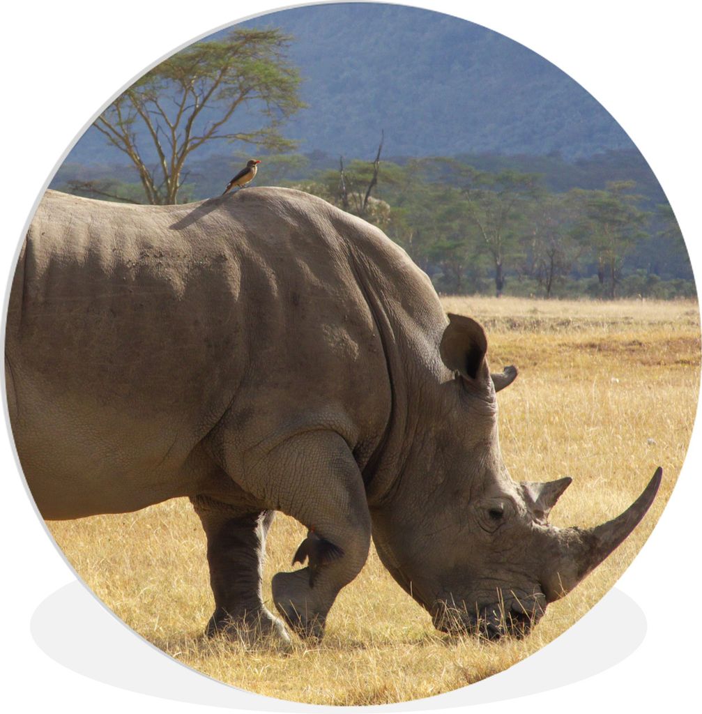 MuchoWow Rundes Wandbild - Runde Bilder Nashorn - Weiden - Nakuru-See Ø 60 cm Kreis Wanddekoration Kunststoff - Wandkreis - Wandschmuck - Wand K...