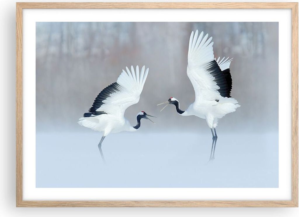 Gerahmtes Poster - Rahmen in heller Eiche - Kraniche kämpfen tanzen - 70x50 cm - Wand Bild - Wanddeko - Wandbilder - Kunstposter - Wandposter - Bi...