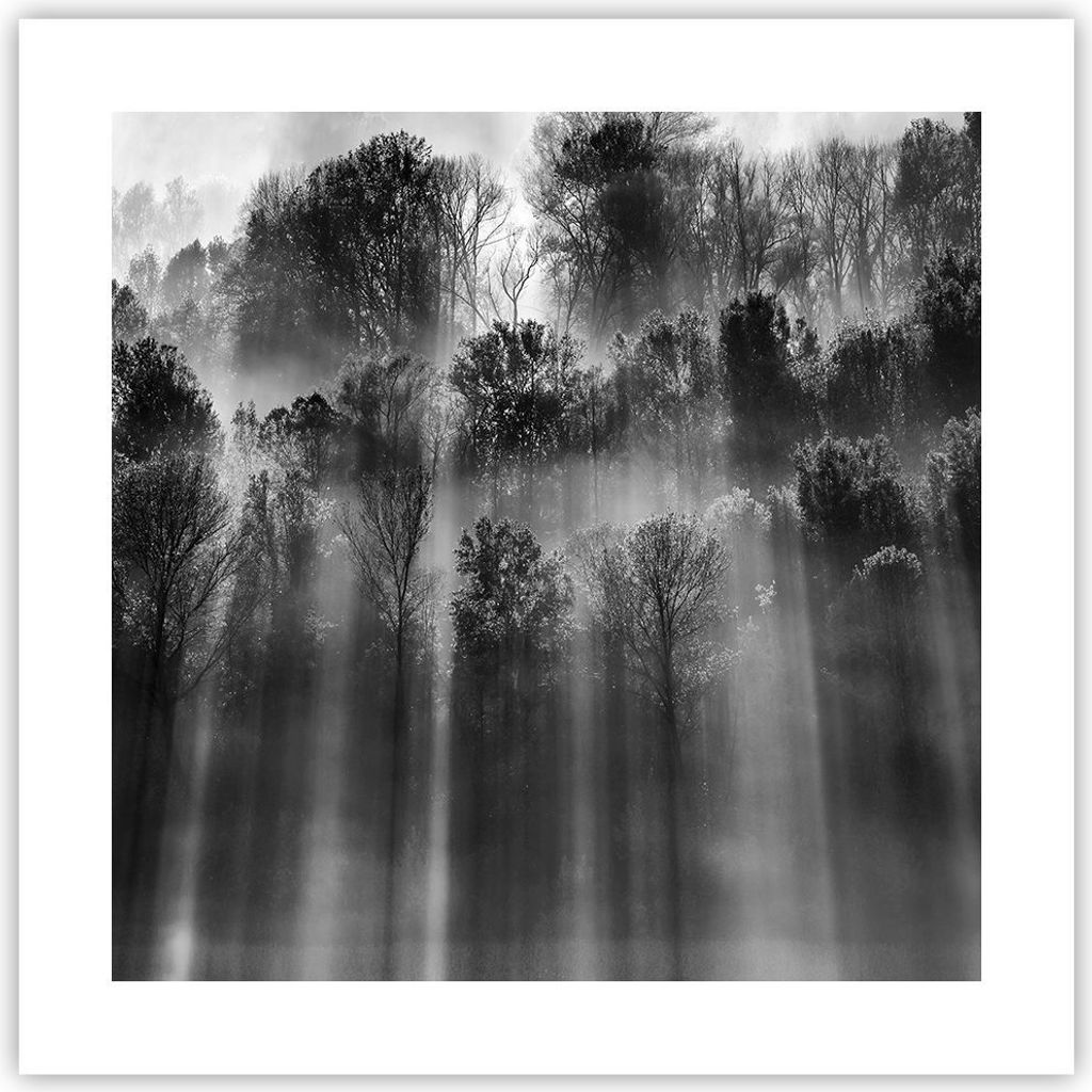 Poster - Poster ohne Rahmen - Bäume drinnen Nebel - 40x40 Produktbild 