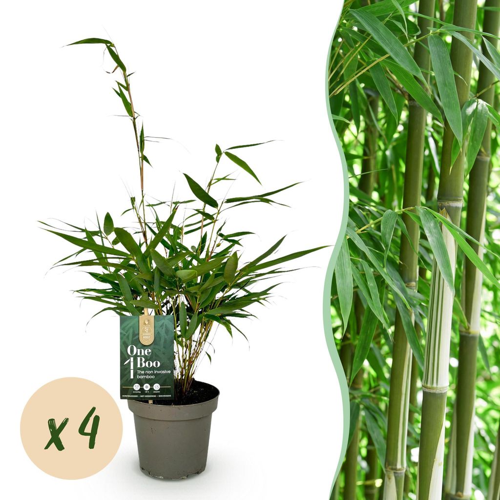 Green boutiQ - Gräser - Fargesia robusta Pingwu - Bambus - Nicht Wuchernd - Grün - 4 Pflanzen - Topf 14 cm - Höhe 35 cm