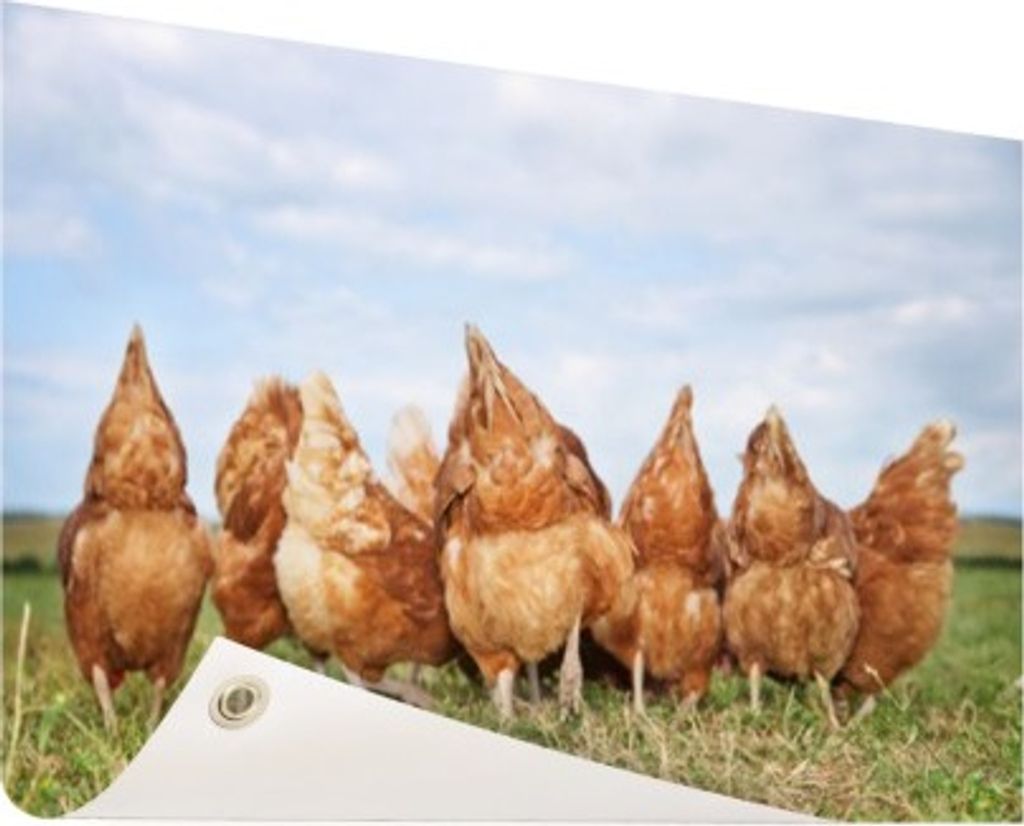MuchoWow 120x80 cm Outdoor-Poster Gartendeko Sichtschutz Garten Poster für den Garten Hühner auf dem Feld