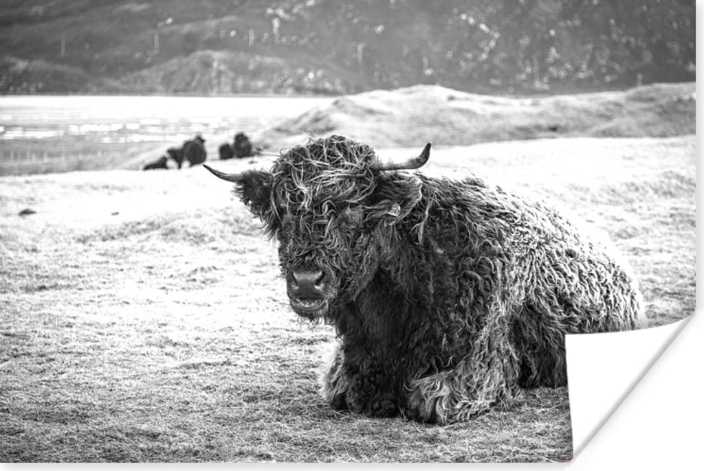 MuchoWow Poster Schottischer Highlander - Berg - Tiere 60x40 cm - Schlafzimmerdekoration