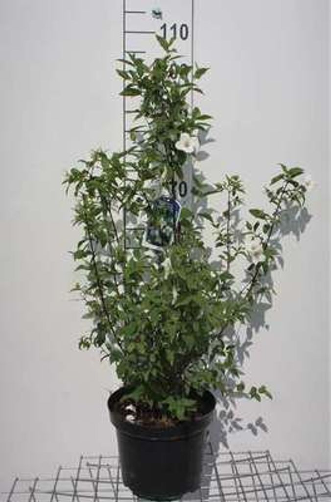 Philadelphus 'Belle Etoile' - Gartenjasmin 60- 80 cm - Container