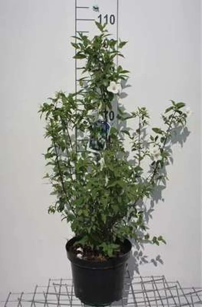 Jasmin des jardins Philadelphus Belle Etoile arbuste fleuri 60-80 cm