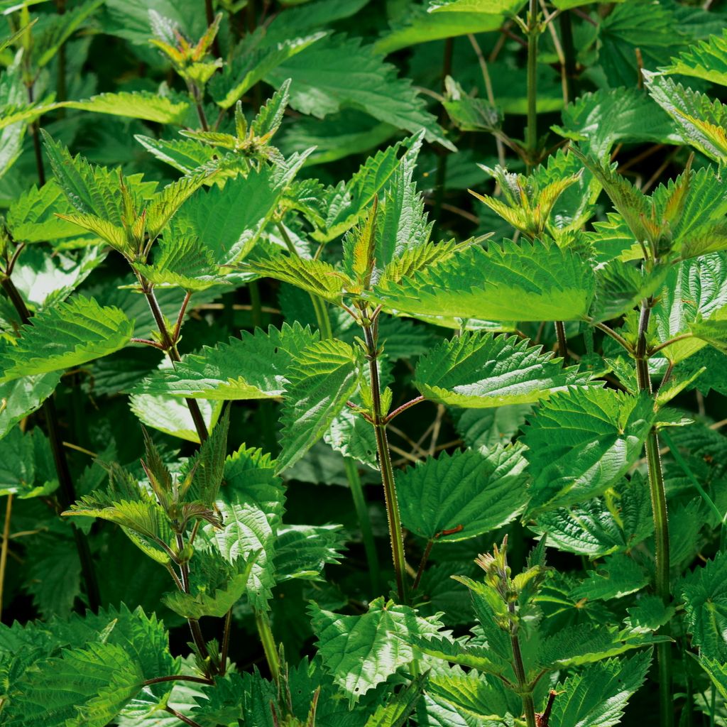 Brennnessel große Samen - Urtica dioica - Brennnesselsamen Produktbild 5