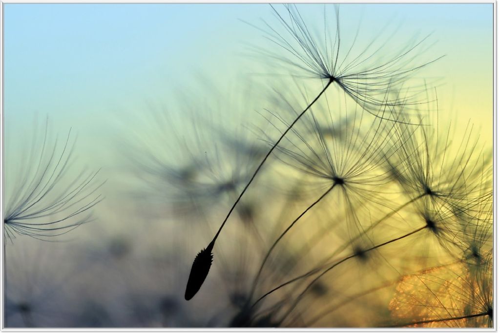 Wallario Wandbild Samen der Pusteblume in Nahaufnahme vor blauem Himmel, Größe: 61 x 91,50 cm, Poster mit weißem Aluminiumrahmen
