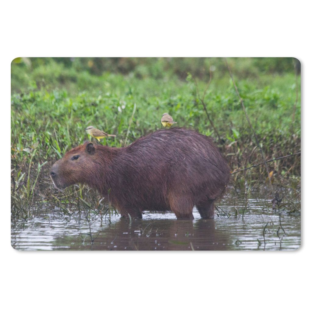 MuchoWow Schreibtischunterlage Ein Wasserschwein in einem Sumpfgebiet 60x40 cm - XXL Mauspad - Großes Mauspad
