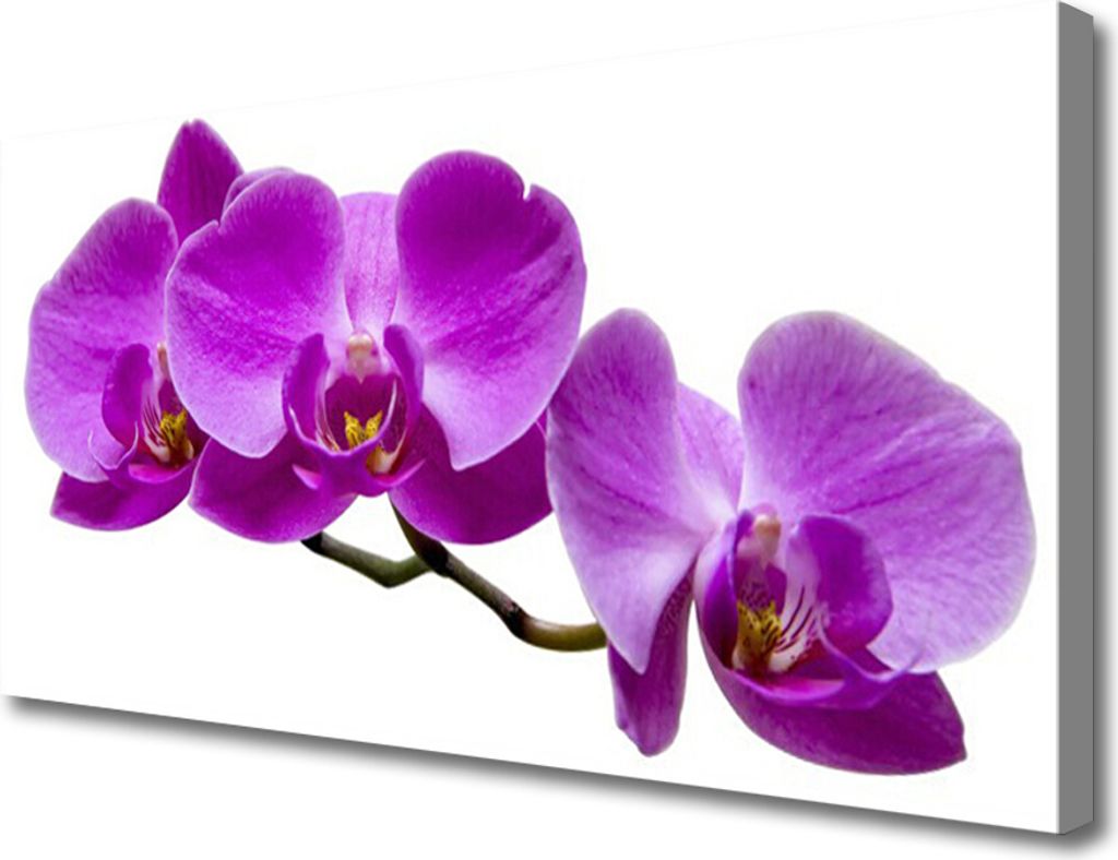 Tulup Leinwand-Bilder 100x50 Wandbild Canvas Kunstdruck Blumen Pflanzen