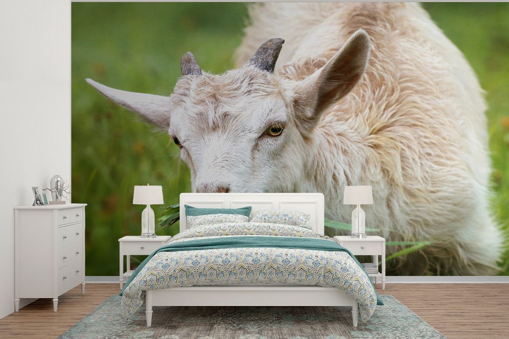 MuchoWow Fototapete für Wohnzimmer oder Schlafzimmer Wandtapete Vinyl Motivtapete Tiere - Ziege - Gras - 360x260 cm - Wohnzimmer tapete
