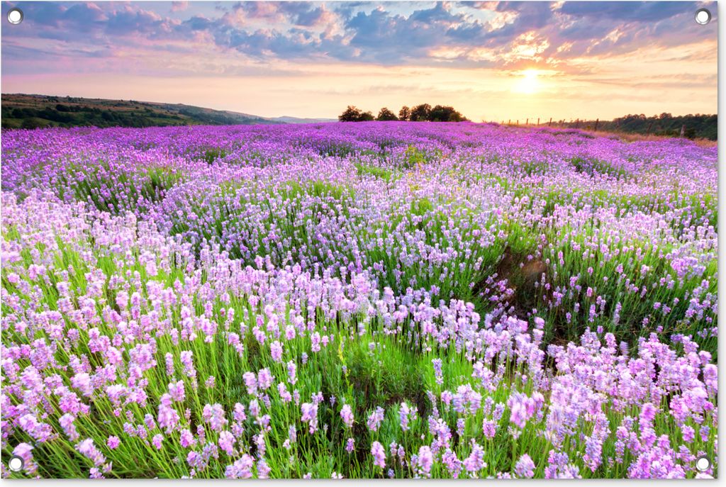 MuchoWow 90x60 cm Outdoor-Poster Gartendeko Sichtschutz Garten Poster für den Garten Blumen - Lavendel - Lila - Himmel - Sonnenuntergang - Wiese...