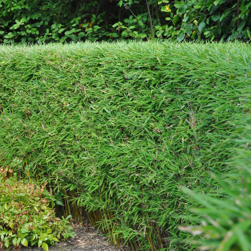 Bambus Fargesia rufa – Immergrün – 4 Pflanzen – Nicht ausbreitend – Grüner Bambus für Hecke, Garten & Terrasse – Ø14cm Höhe ca. 35cm