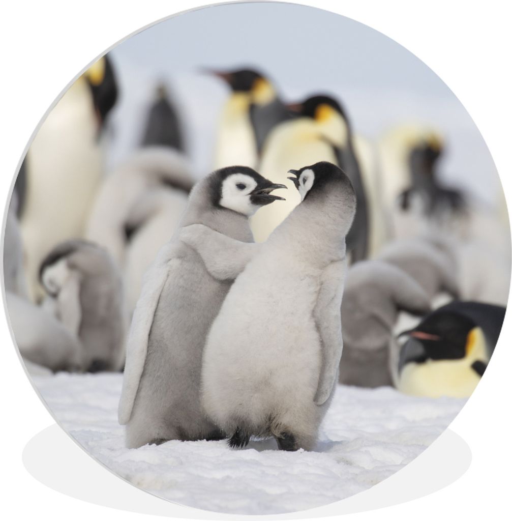 MuchoWow Rundes Wandbild - Runde Bilder Pinguin - Schnee - Baby Ø 90 cm Kreis Wanddekoration Kunststoff - Wandkreis - Wandschmuck - Wand-Kreis -...