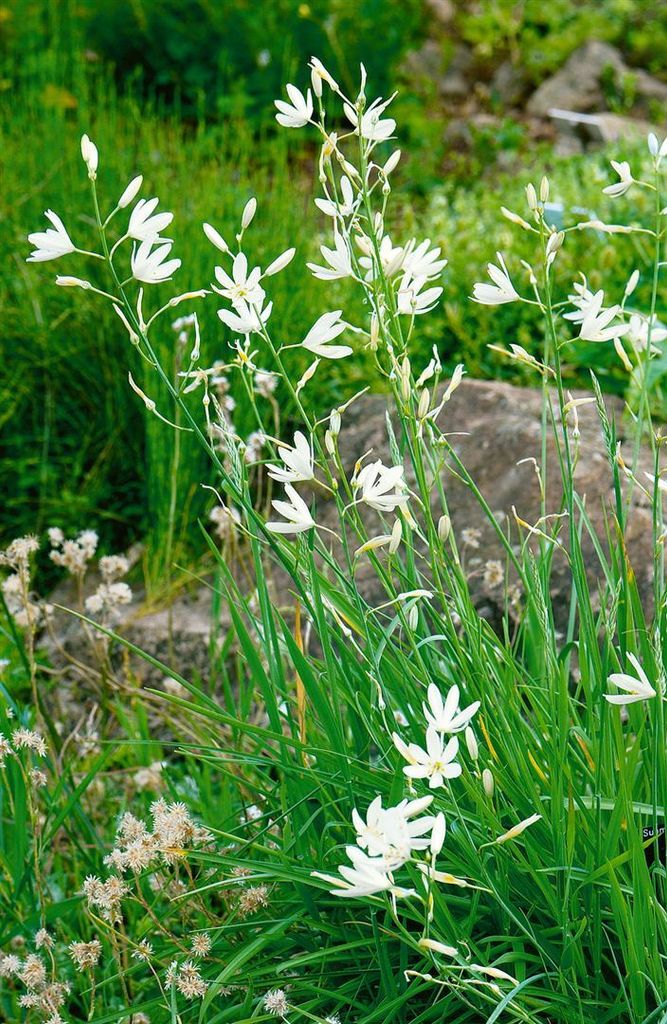 Anthericum liliago, Graslilie, weiß, ca. 9x9 cm Topf