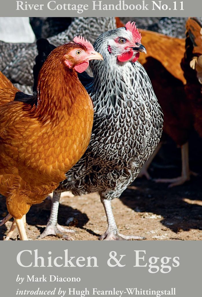Chicken & Eggs