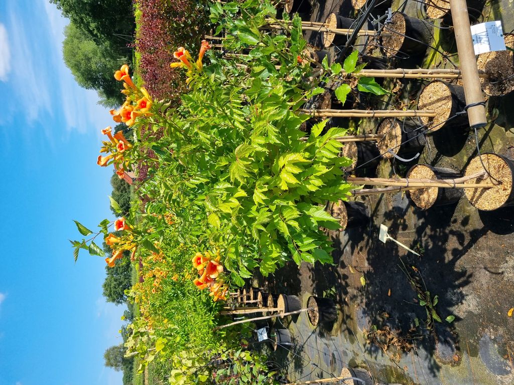 A close-up view of a flowering plant with orange trumpet-shaped flowers and green leaves, potted and arranged in a nursery or garden center setting.