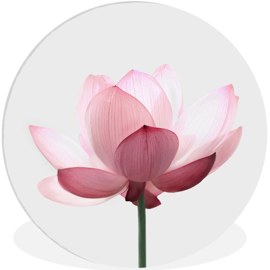 MuchoWow Rundes Wandbild - Runde Bilder Blumen - Rosa - Natur - Botanisch Ø 30 cm Kreis Wanddekoration Kunststoff - Wandkreis - Wandschmuck - Sc...