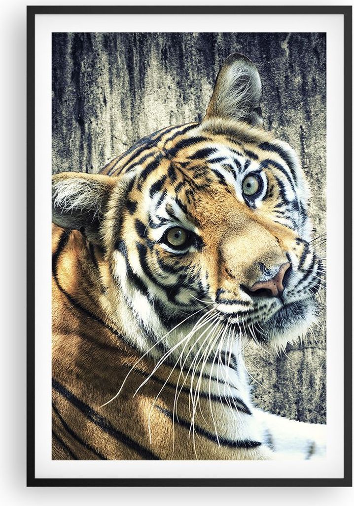 Gerahmtes Poster - Schwarzer Rahmen - Indien stein tiger wild - 61x91,5 cm - Wand Bild - Wanddeko - Wandbilder - Wandposter - Bilderrahmen - Bilder...