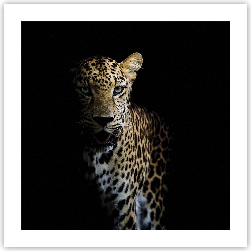 Poster - Poster ohne Rahmen - Schattig Leopard Panther - 50x50 cm - Wand Bild - Wanddeko - Wandbilder - Kunstposter - Wandposter - Bilder - Kunstdr...