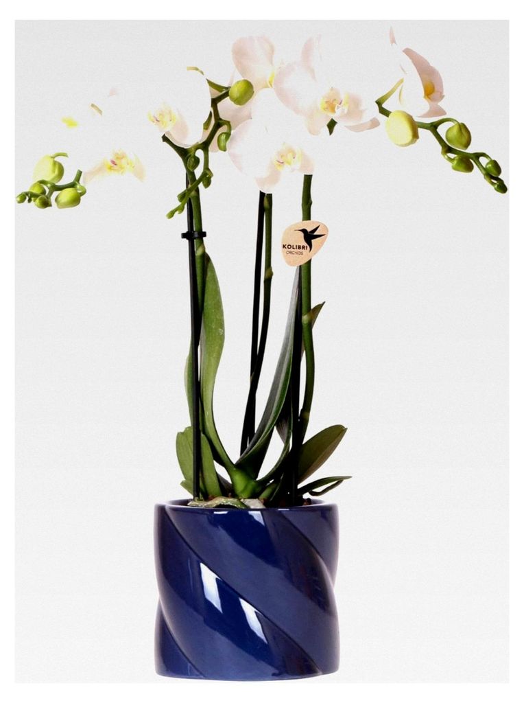 Orchids | weiße Amabilis-Orchidee + Candy-Übertopf blau - Topfgröße Ø9cm | blühende Zimmerpflanze - frisch vom Züchter