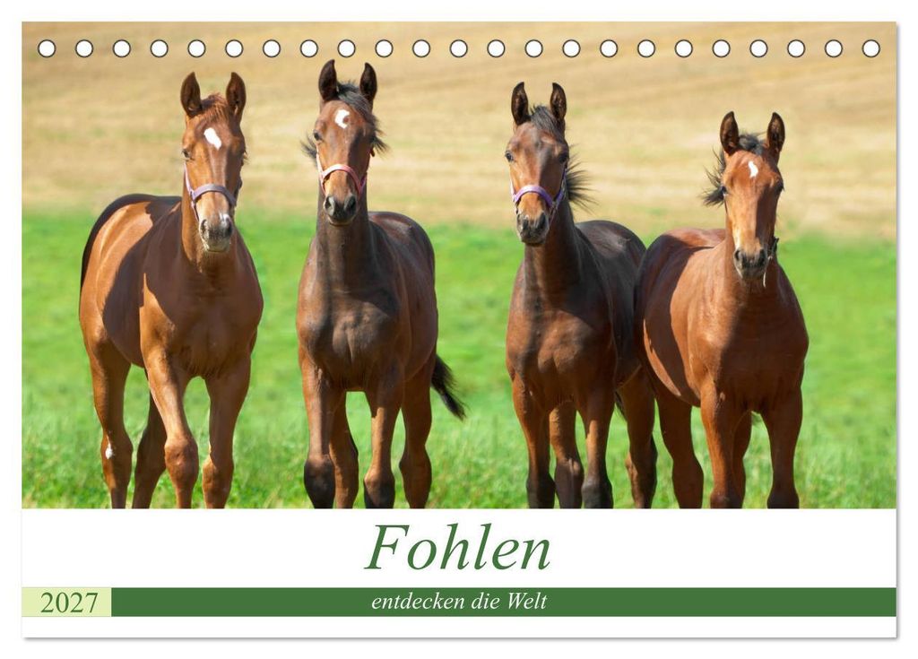 Fohlen entdecken die Welt (Tischkalender 2027 DIN A5 quer), CALVENDO Monatskalender