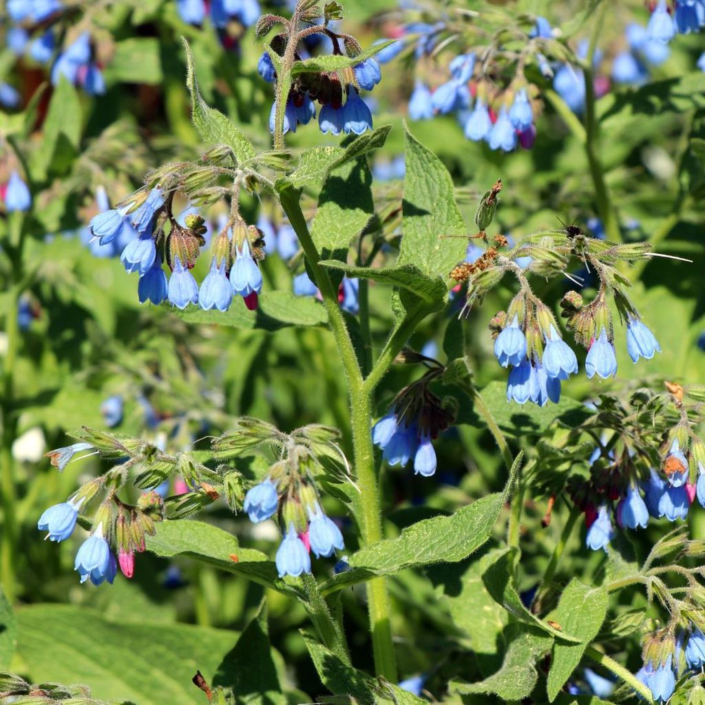 Blauer Beinwell Symphytum grandiflorum Wisley Blue 48 Pflanzen Ø9cm Winterhart