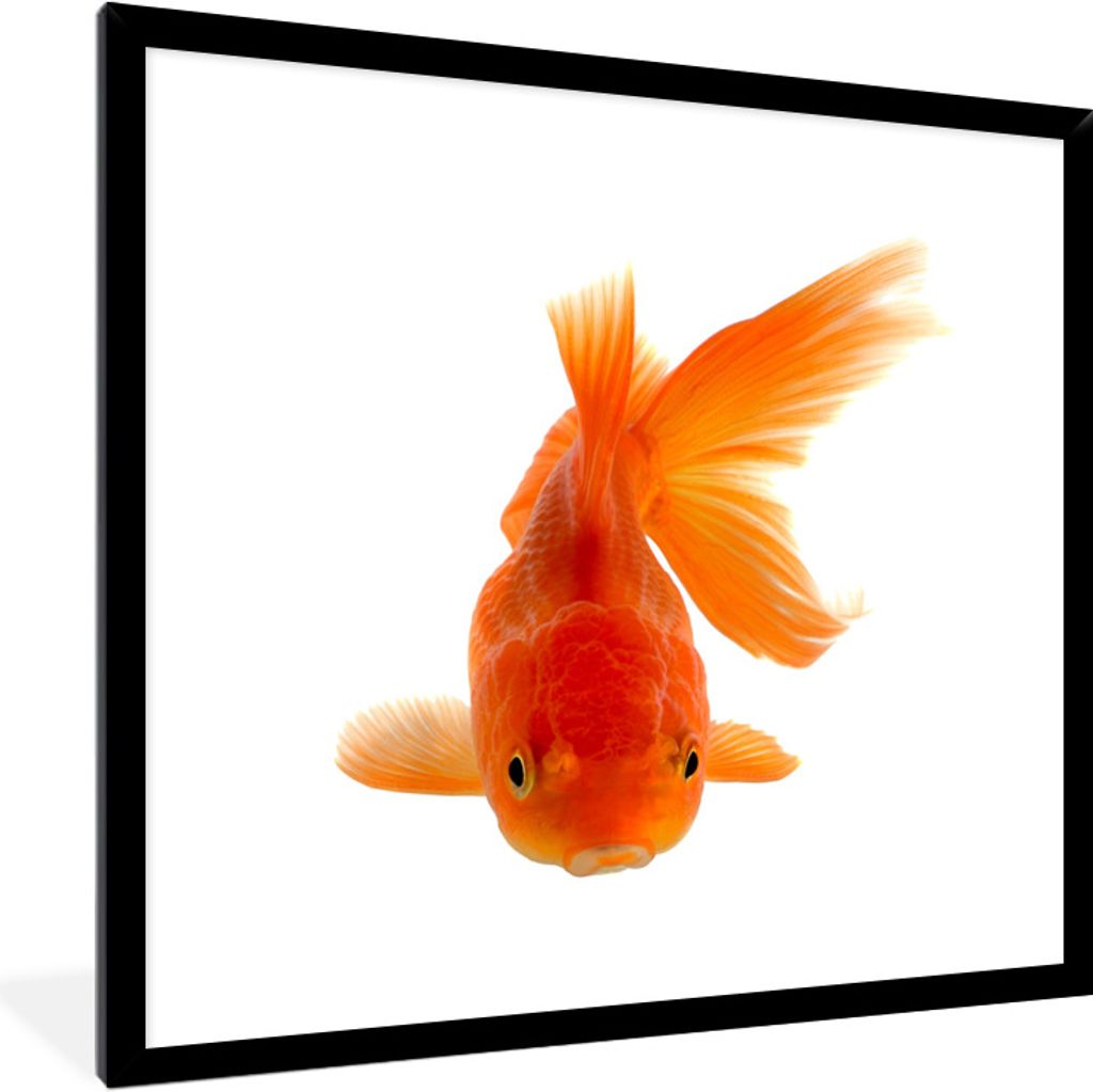 MuchoWow Gerahmtes Poster Goldfisch - Meerestiere - Orange 40x40 cm - Poster mit Schwarzem Bilderrahmen Wandposter Rahmen Foto Bilder - Mit Rahme...