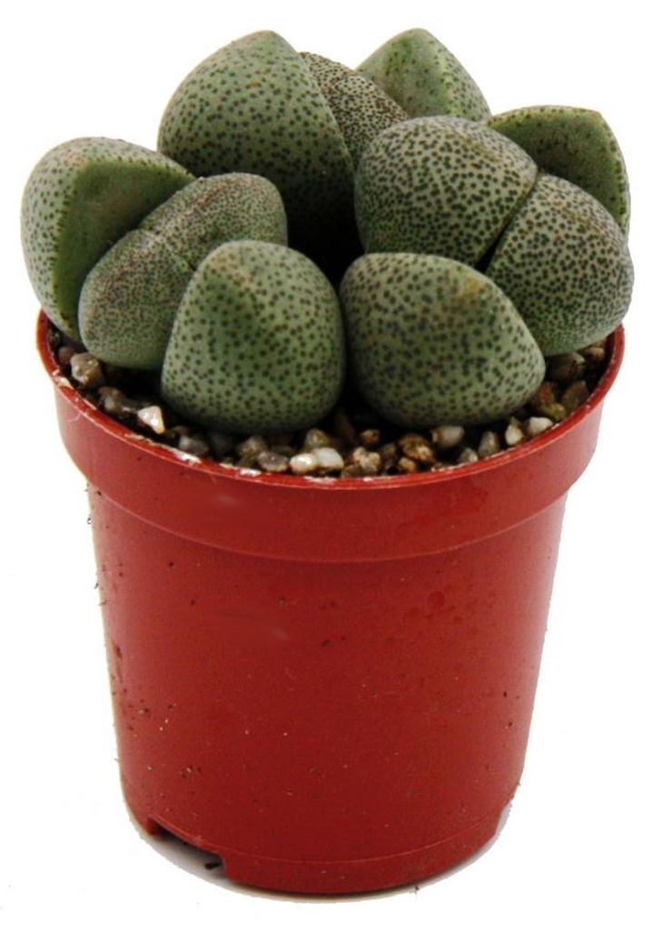 Pleiospilos nelii – Living Stone – Living Granite – im Produktbild 