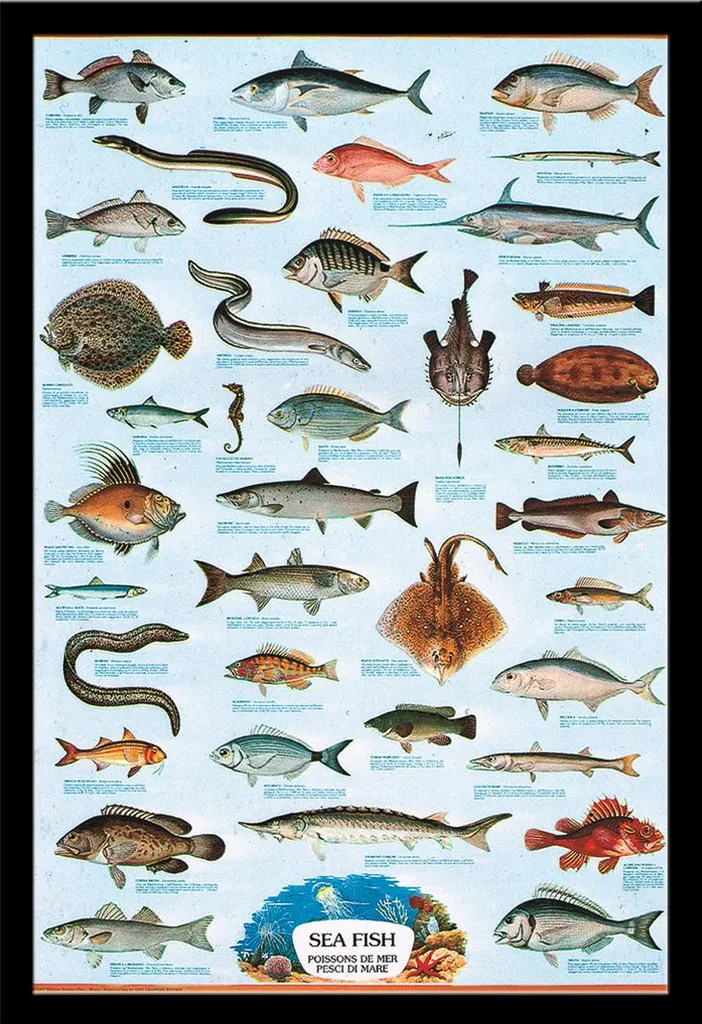 Poster Éducatif Poissons de Mer Shinsuke avec Cadre MDF Noir 61x91,5 cm