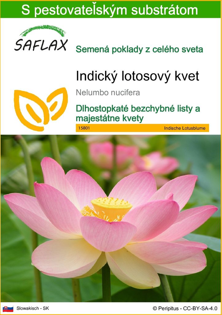 SAFLAX - Indický lotosový kvet - Nelumbo nucifera   - 8 Obrázok produktu 
