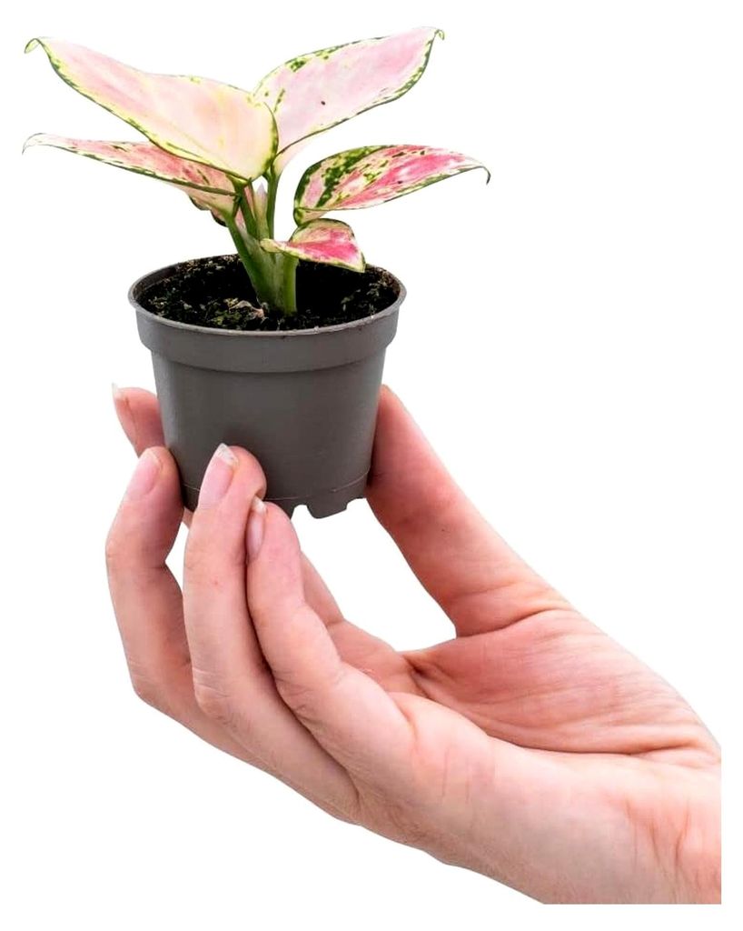Aglaonema Red Valentine - Zimmerpflanze, Echtpflanze, Nachhaltige Verpackung - 6cm Topf - Höhe 15cm - Direkt von der Gärtnerei