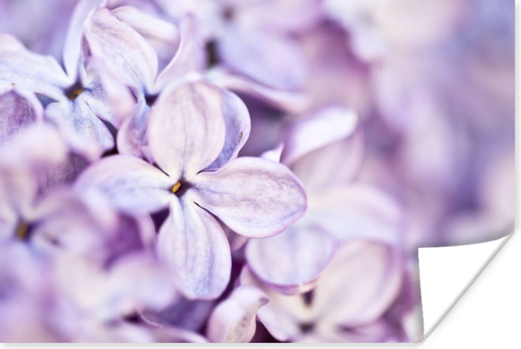 MuchoWow Poster Nahaufnahme von Lavendelblüten 180x120 cm - Fotoplakat