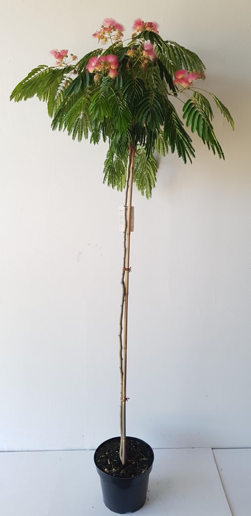 Seidenbaum / Schlafbaum -Hochstamm - Albizia julibrissin Produktbild 