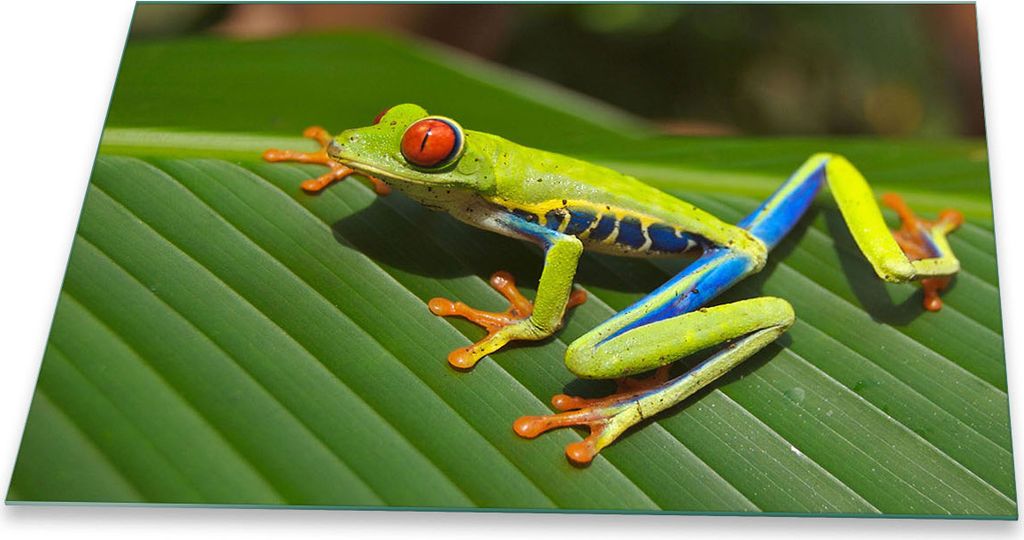 Herdabdeckplatte Glaskeramik 1 Teilig 80x52 Frosch Grün Abdeckung Glas Spritzschutz