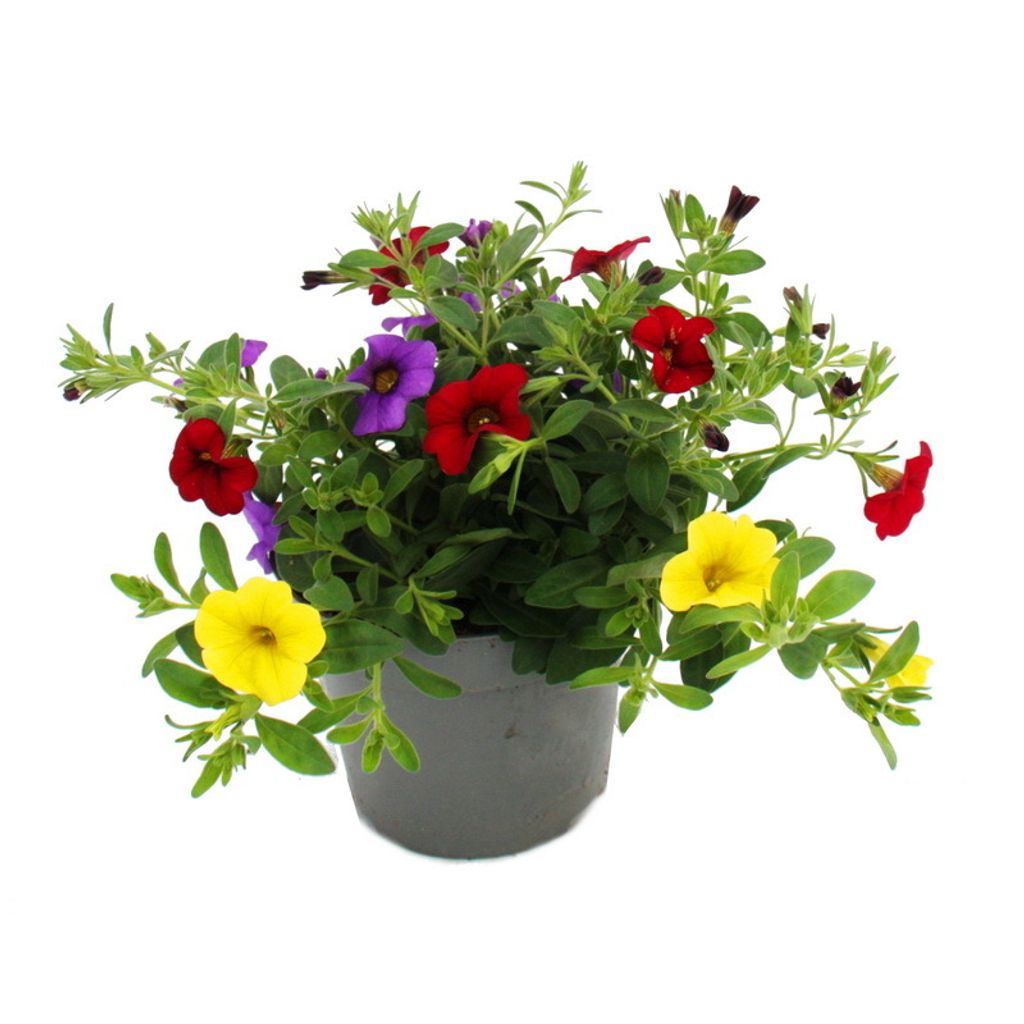 Magic bell - Mini wiszaca petunia - Calibrachoa - Doniczka Zdjęcie produktu 