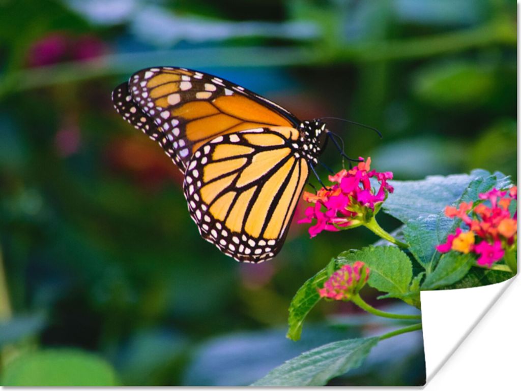 MuchoWow Poster Schmetterlinge - Blume - Natur 120x90 cm - Wandbild