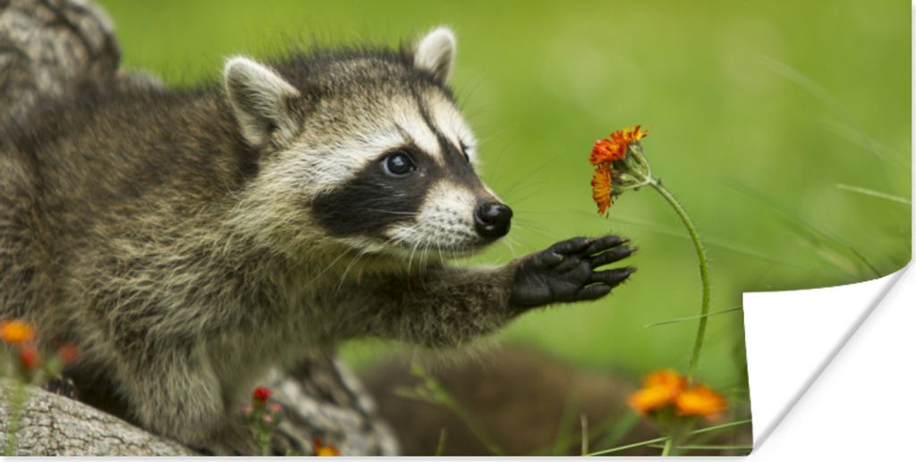 MuchoWow Poster Waschbär - Blumen - Orange 40x20 cm - Poster für die Wand - Poster Schlafzimmer