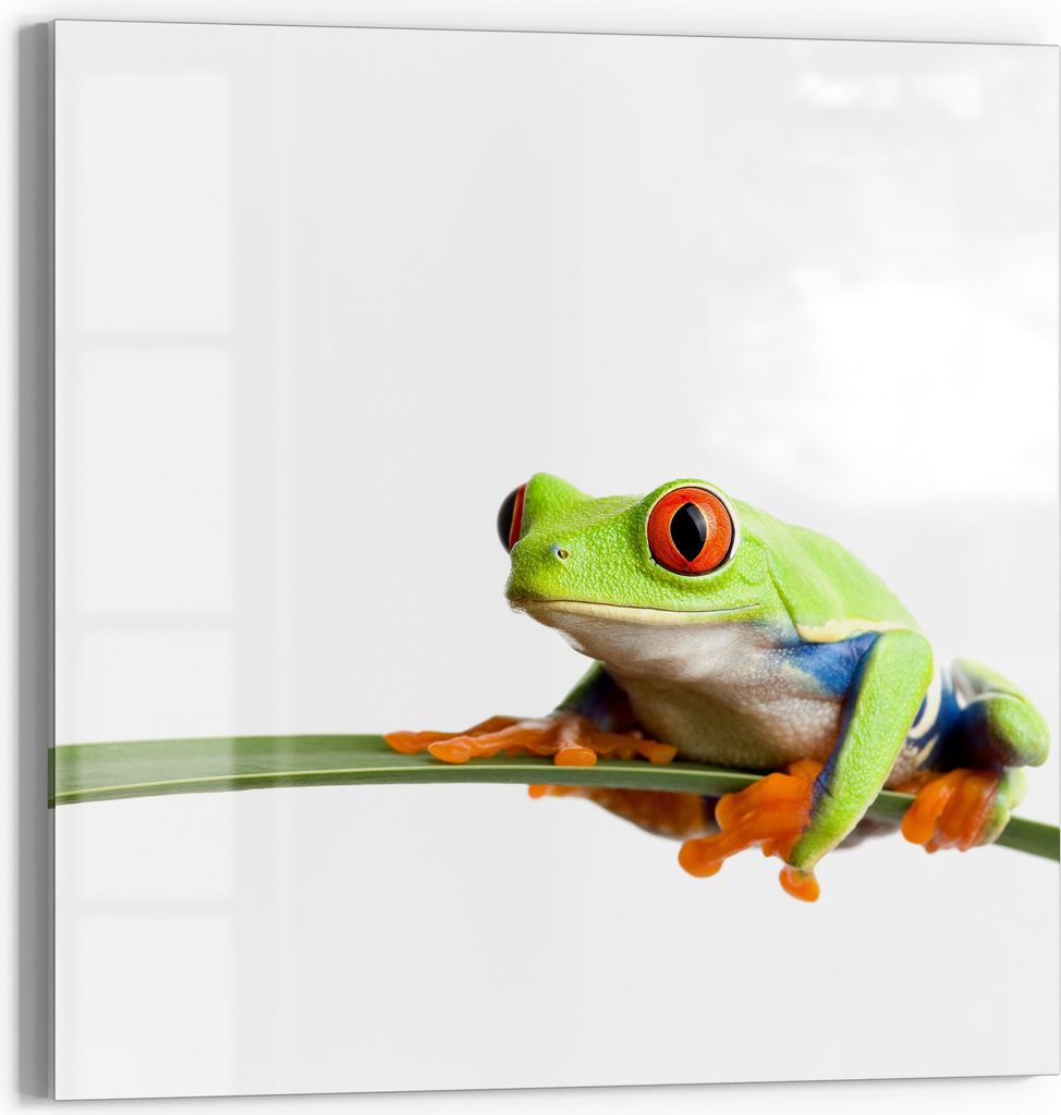 DEQORI Magnettafel Glas 30x30 cm 'Neugieriger Frosch' beschreibbar Whiteboard Küche