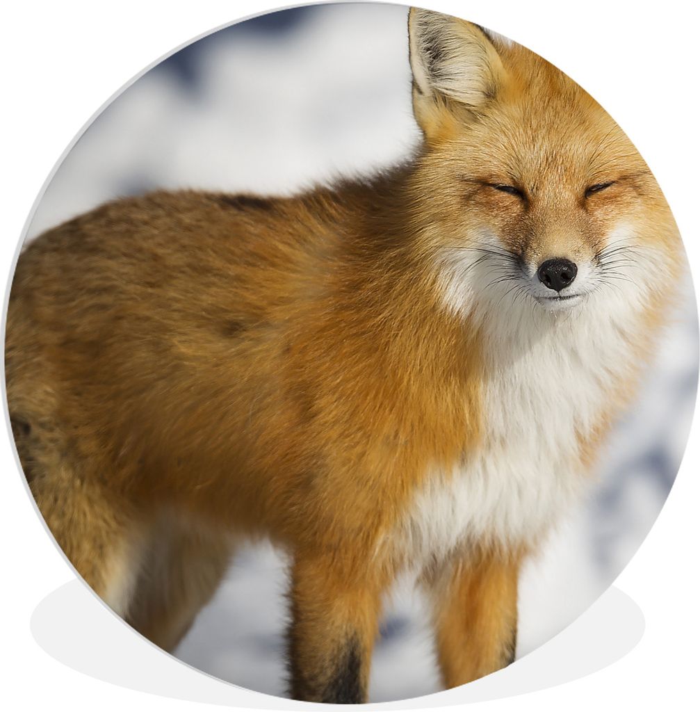 MuchoWow Rundes Wandbild - Runde Bilder Fuchs - Schnee - Rot Ø 60 cm Kreis Wanddekoration Kunststoff - Wandkreis - Wandschmuck - Wand Kreis - Da...