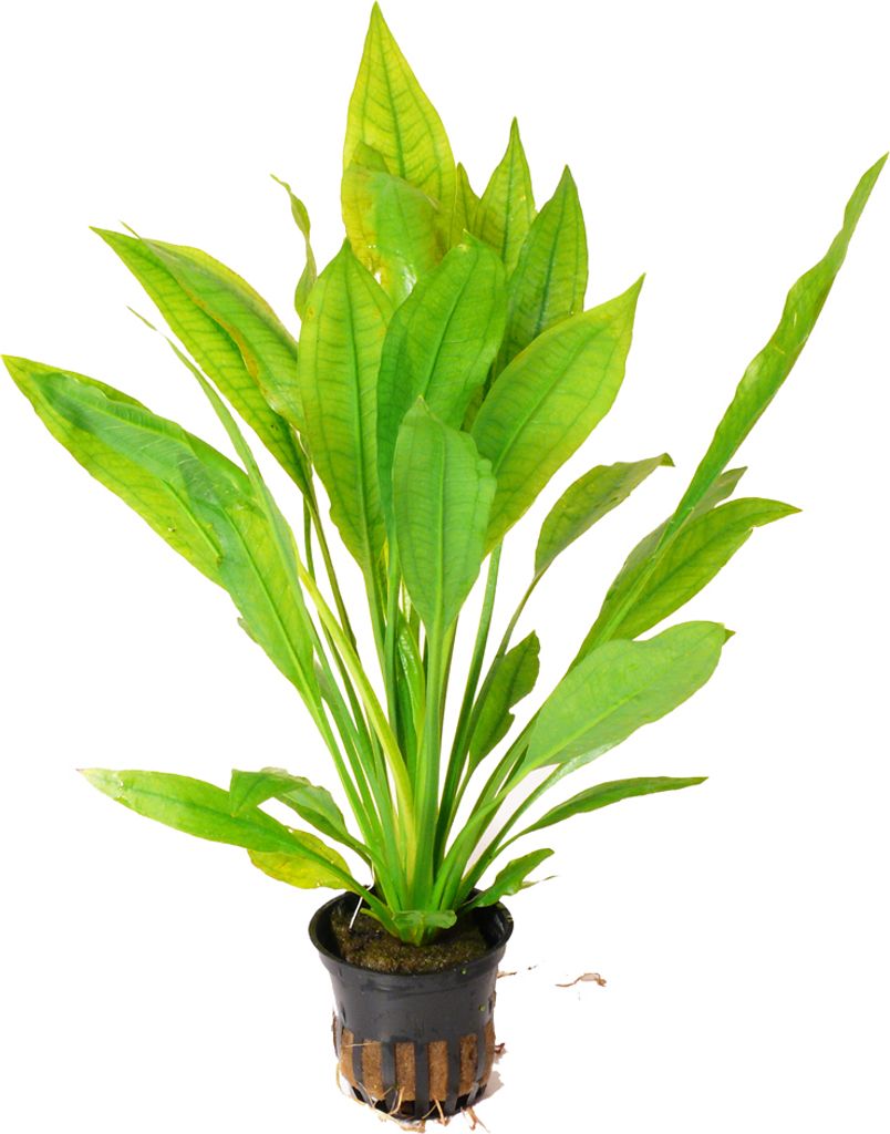 Echinodorus bleheri im Topf - Große Amazonas-Schwertpflanze - Barsche