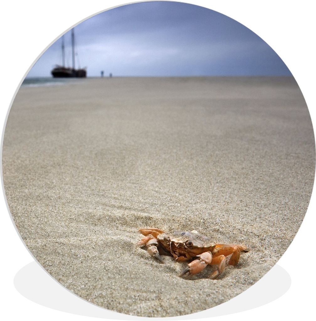MuchoWow Rundes Wandbild - Runde Bilder Eine Krabbe am Strand der niederländischen Insel Terschelling Ø 60 cm Kreis Wanddekoration Kunststoff -...