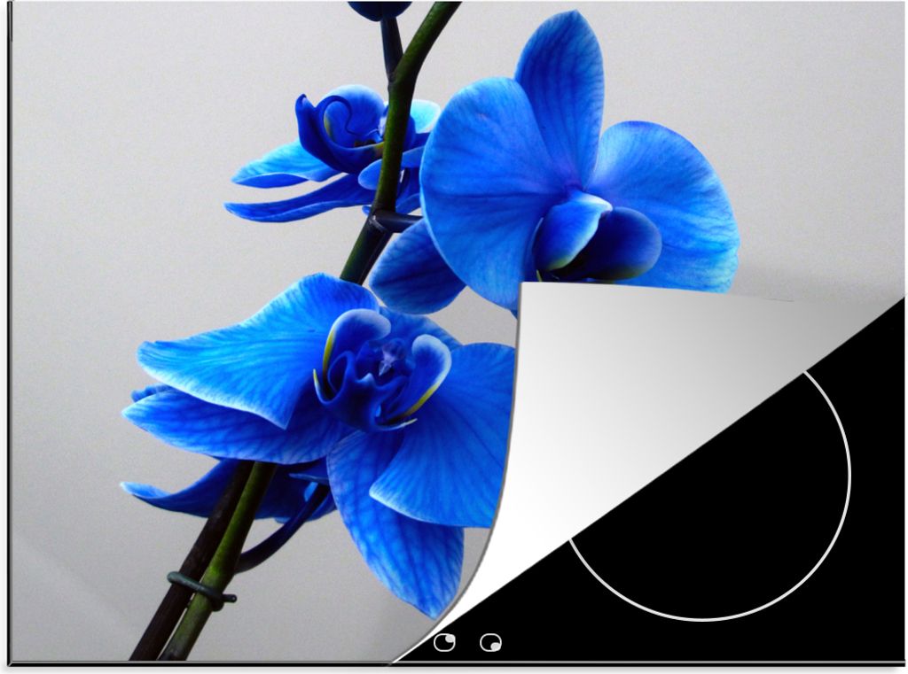 KitchenYeah Herdabdeckplatte Blaue Orchidee , 57x51cm, Küche Deko, Glaskeramikfeld Herdabdeckung, Abdeckplatte fùr Kochfeld