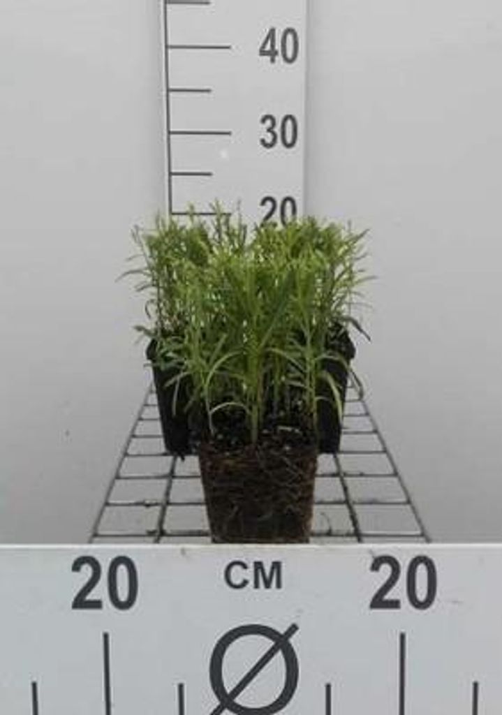 6 x Achillea ptarmica - Sumpf-Schafgarbe - Topf 9 x 9 cm