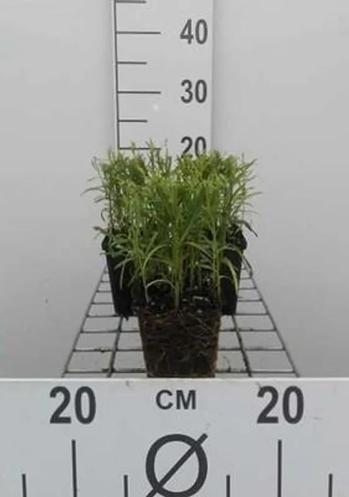 Achillée des marais : Plantes vivaces de berge en lot de 6 godets