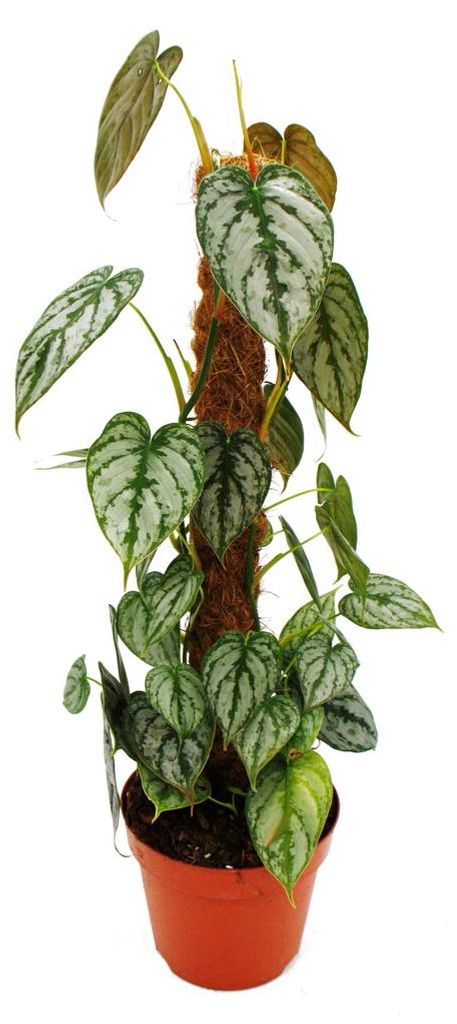 Philodendron brandtianum - Silberblatt - Baumfreund - 17cm Produktbild 