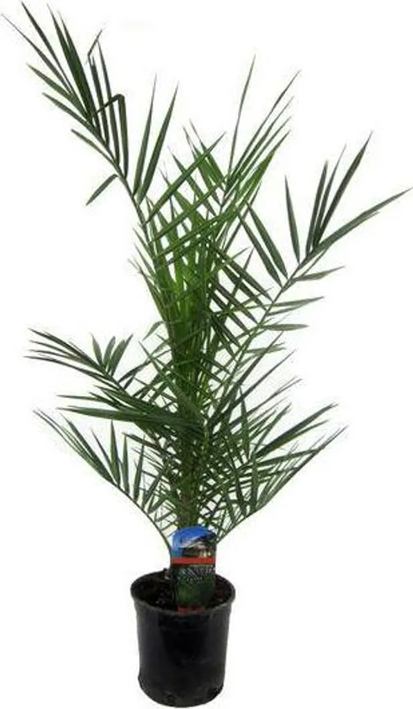 Palmier d'extérieur et d'intérieur Phoenix Canariensis Exotique 80 cm