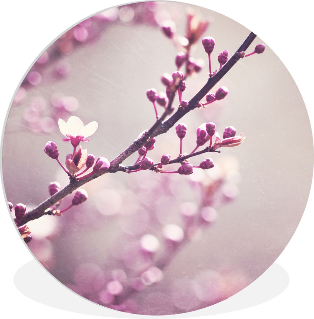 MuchoWow Rundes Wandbild - Runde Bilder Nahaufnahme der violetten Blüten einer Sakura Ø 90 cm Kreis Wanddekoration Kunststoff - Wandkreis - Wan...