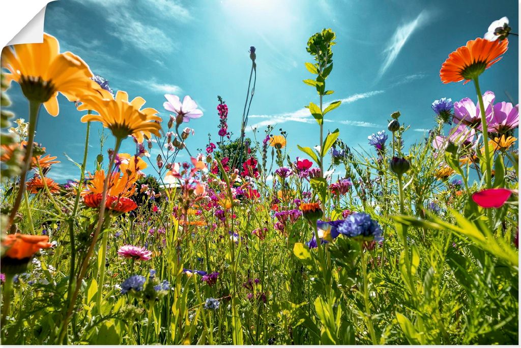 ARTland Poster Buntes Blumenfeld Größe: 30x20 cm