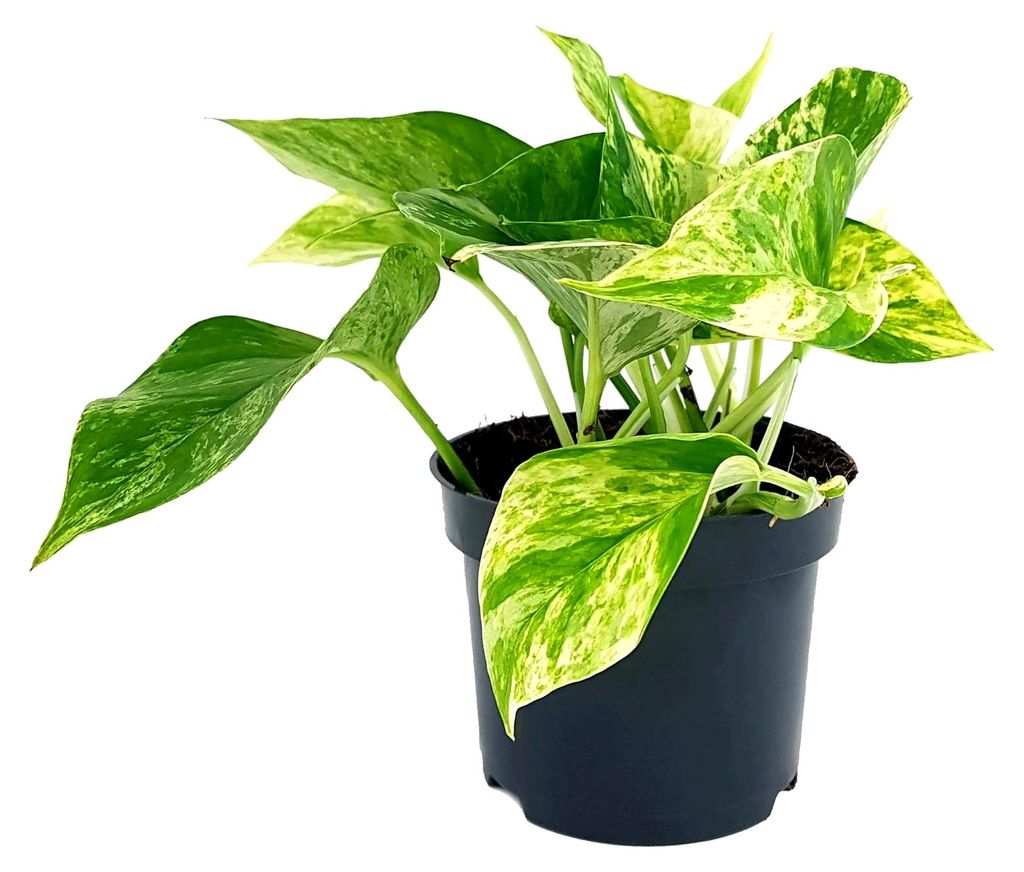 Epipremnum pinnatum "Marble Queen" - gefleckte Efeutute im Ø 12 cm Topf - attraktive Grünpflanze für Ihre Wohnung